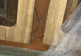 araña
