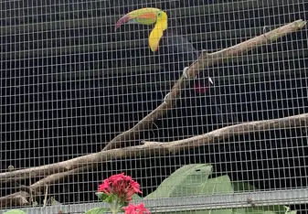 Toucan Abroad 