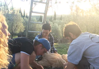 day #25 of the olive harvest: still as wonderful as day #1