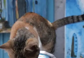 There are cats everywhere