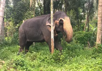 Morning walk