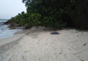 Turtle