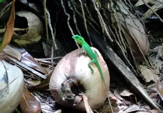 Lizard