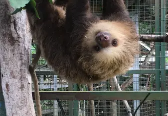 A rehabilitated sloth at the Toucan Rescue Ranch, Heredia, San Jose