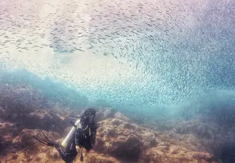 Lots and lots of fishes at Sisters!!!
