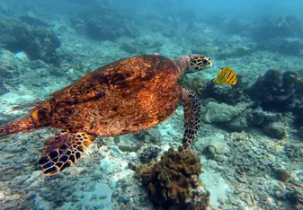 One of the many turtles I encounter on a dive