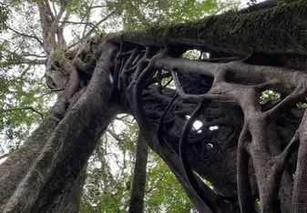 Monteverde Strangler Figs
