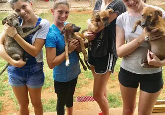 this is the group that volunteered at the animal house jamaica rescue. This litter is up for adoption 