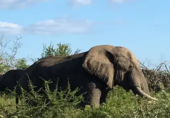 An elephant friend! 