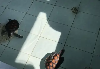 Some of the medium turtles in their tank