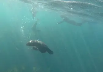 This picture was taken while seal snorkeling in Haut Bay, one of many amazing things Cape Town has to offer