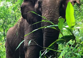 Daily elephant hikes with these beautiful creatures!