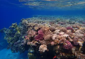 Coral reef, taken underwater at the Ras Mohamed National Park, South Sinai, Egypt. May 2019