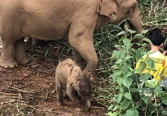 The baby elephant, Lah Lah, with her mommy, Kah Moon 