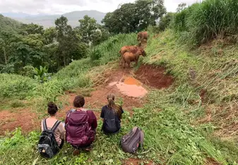 Data collection on the elephants.