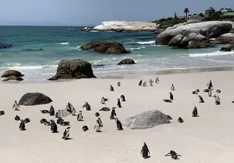 Boulders Beach Penguin Colony