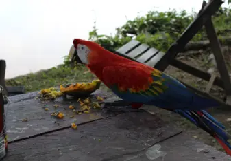 Macaw