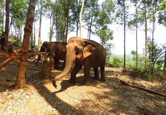 Elephants in Chiang Mai