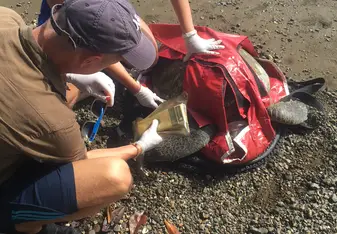 Scanning the turtle for a microchip