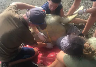 measuring the underside of the turtle