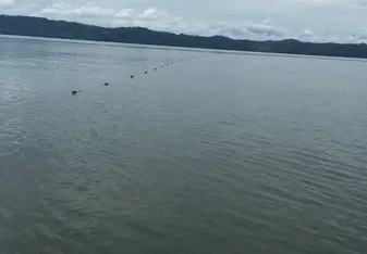 The net buoys in the water