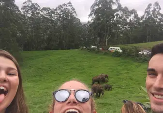 Wild Elephants in the Mountains! 
