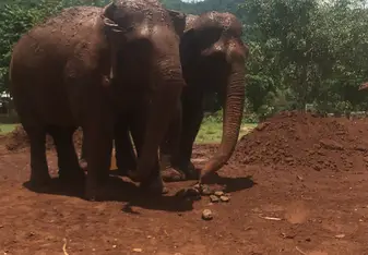 Elephants in the dirt. 