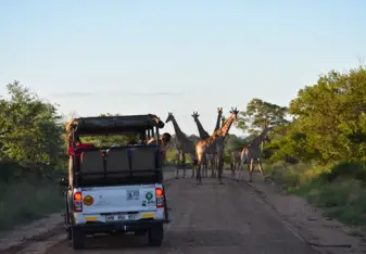 Game drive vehicle facing seven giraffes on a dirt road.