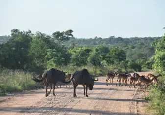 Wildebeest and impala seen during a game drive in Kruger National Park.