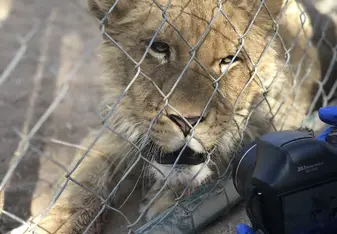Thunder does not like the camera 