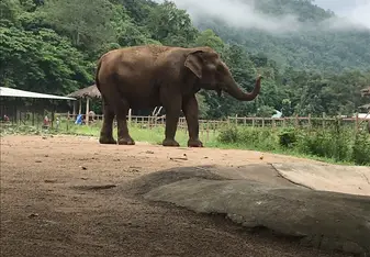 This is Mai Jan Peng, during the trip you do a diet study where you get to observe the elephant and really gain a connection. 