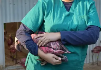 Wrangling Flamingos for meds