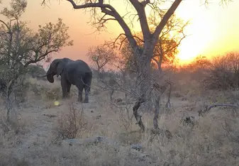 Safari in Krueger National Park