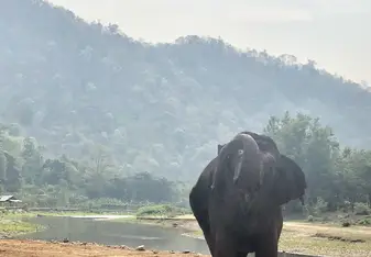 A shot of an elephant 