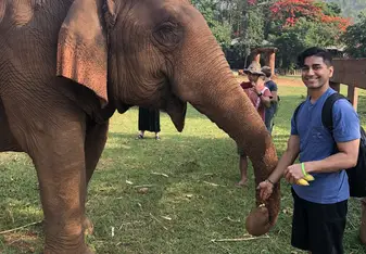 Feeding an old elephant 