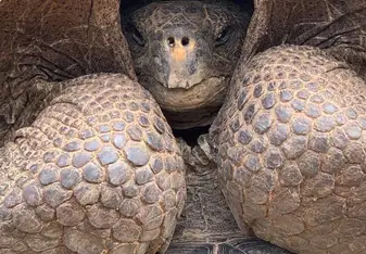 Close up of the famous Galapagos Tortoise! 