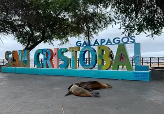 Sea lions taking their afternoon snooze