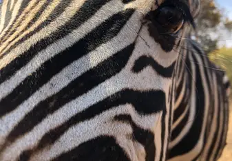 This is Pajamas!