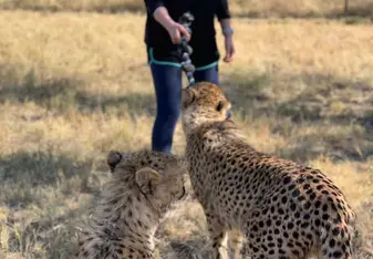 Playing with the Cheetah!
