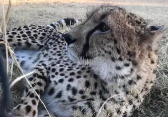 Image of Galaxy, one of the cheetahs we watched perform a cheetah run