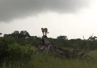 A cheetah we spotted on one of our game drives