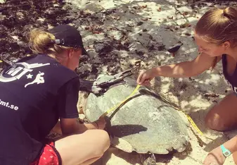Measuring a turtle while she is nesting and in a form of trance
