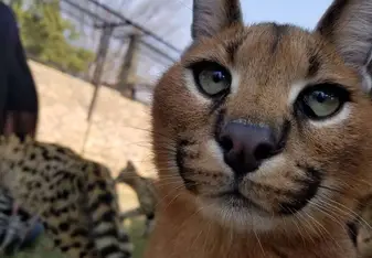 The face of a caracal cub