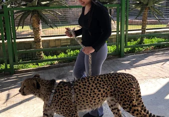Walking a cheetah 