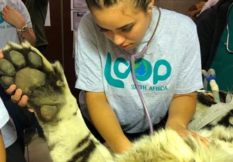 Listening to heart rate of a tiger while its getting a vasectomy 