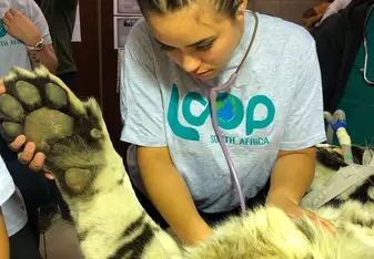 Listening to heart rate of a tiger while its getting a vasectomy 