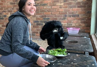Feeding the Siamang's their food 