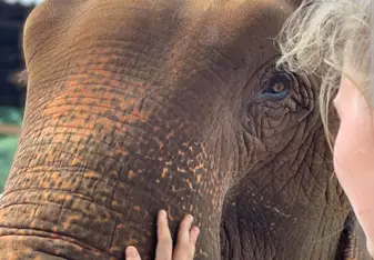 Beautiful close encounter with an elephant 