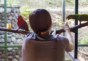 Cleaning and feeding the birds