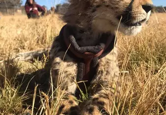 Image of Zeno, a cheetah cub 